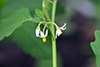 eastern black nightshade