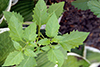 eastern black nightshade