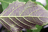 eastern black nightshade
