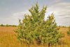 eastern redcedar