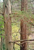 eastern redcedar