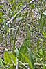 eastern swamp saxifrage