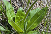 eastern swamp saxifrage