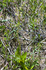 eastern swamp saxifrage