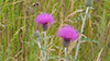 Flodman’s thistle