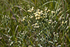 false boneset