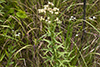 false boneset