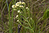false boneset
