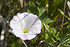field bindweed