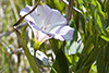 field bindweed