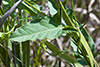 field bindweed
