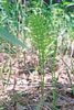 field horsetail