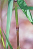 field horsetail
