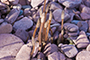 field horsetail