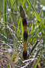 field horsetail