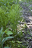 field horsetail