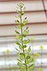 field pennycress