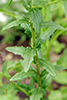 field pennycress