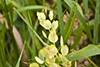 field pennycress