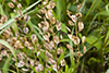 field pennycress