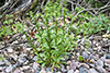 field pennycress