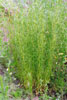 field sagewort