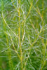 field sagewort