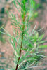 field sagewort