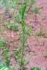 field sagewort