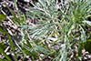 field sagewort