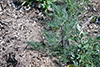 field sagewort