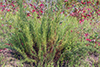 field sagewort