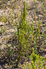 field sagewort