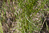 field sagewort