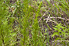 field sagewort