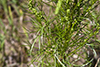 field sagewort