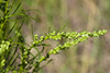 field sagewort