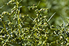 field sagewort