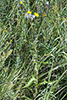 field sow thistle