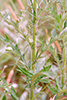 field thistle