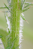 field thistle
