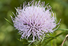 field thistle