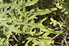 field thistle