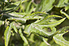field thistle