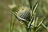 field thistle