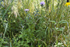 field thistle