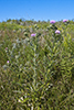 field thistle