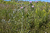 field thistle