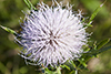 field thistle