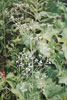 flowering spurge